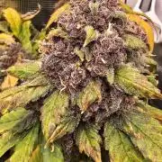 Lemon Cherry Cookies - Second Indoor