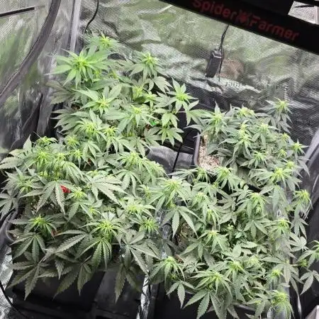 Strawberry Gorilla Auto - first indoor