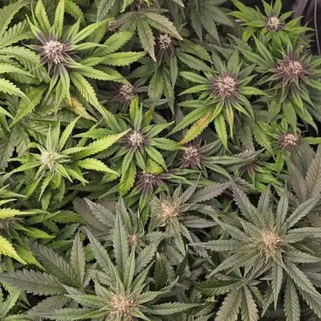 Lemon Cherry Cookies - Second Indoor