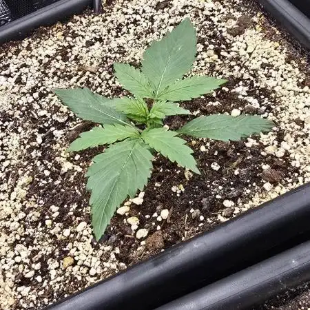 Strawberry Gorilla Auto - first indoor