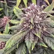 Lemon Cherry Cookies - Second Indoor