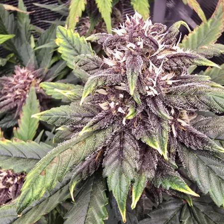 Lemon Cherry Cookies - Second Indoor