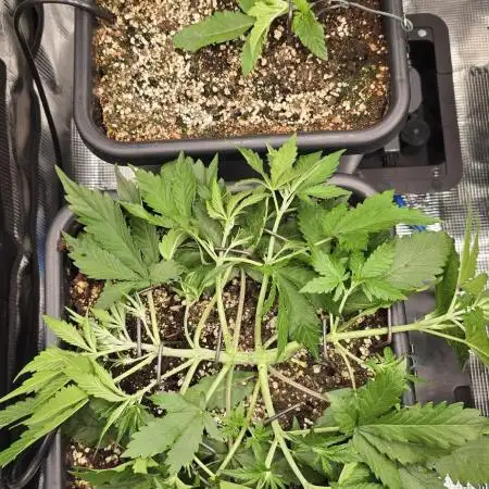 Lemon Cherry Cookies - Second Indoor