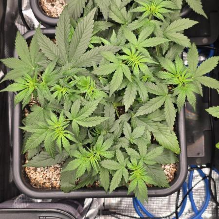 Strawberry Gorilla Auto - first indoor