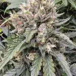Strawberry Gorilla Auto - first indoor