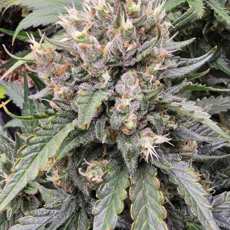 Strawberry Gorilla Auto - first indoor