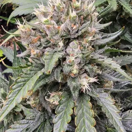 Strawberry Gorilla Auto - first indoor