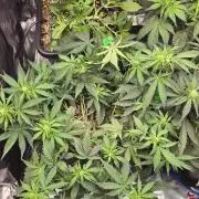 Lemon Cherry Cookies - Second Indoor