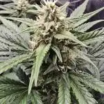 Strawberry Gorilla Auto - first indoor