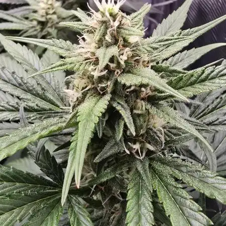Strawberry Gorilla Auto - first indoor