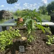 Golden Goat Outdoor