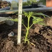 Golden Goat Outdoor