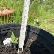 Royal Bluematic Outdoor Germany