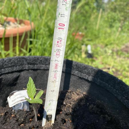 Royal Bluematic Outdoor Germany