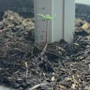 Watermelon Cola Community Grow