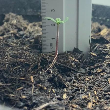 Watermelon Cola Community Grow