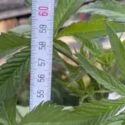 Mimosa Outdoor