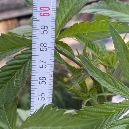 Mimosa Outdoor