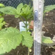 Blue Gelato 41 Outdoor Germany