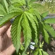 Mimosa Outdoor