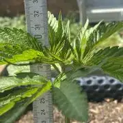 Mimosa Outdoor