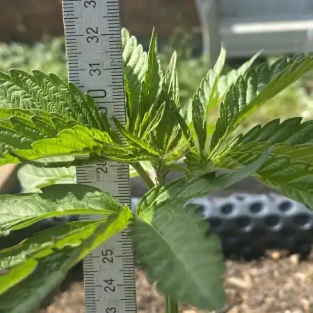 Mimosa Outdoor