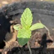 Blue Gelato 41 Outdoor Germany