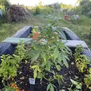 Golden Goat Outdoor