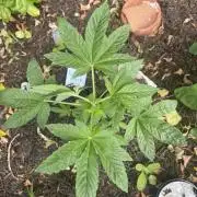 Blue Gelato 41 Outdoor Germany