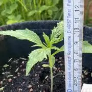 Royal Bluematic Outdoor Germany