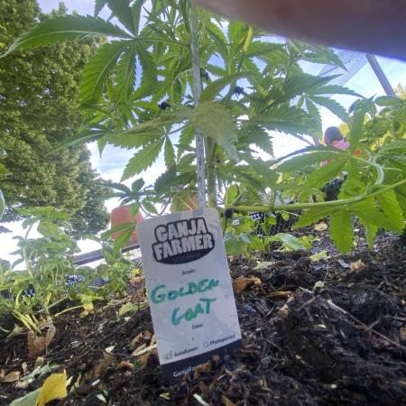 Golden Goat Outdoor