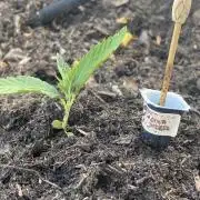 Sour Diesel Outdoor Germany