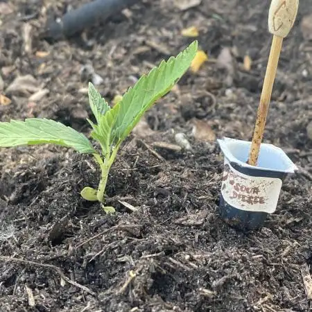 Sour Diesel Outdoor Germany