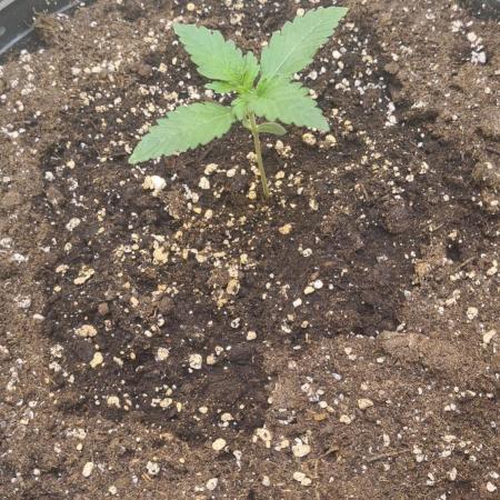 Cherry cola fastbud