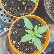 Purple lemonade