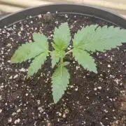 Cherry cola fastbud