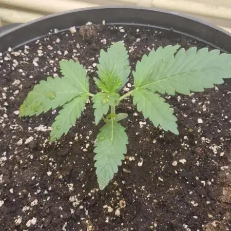 Cherry cola fastbud