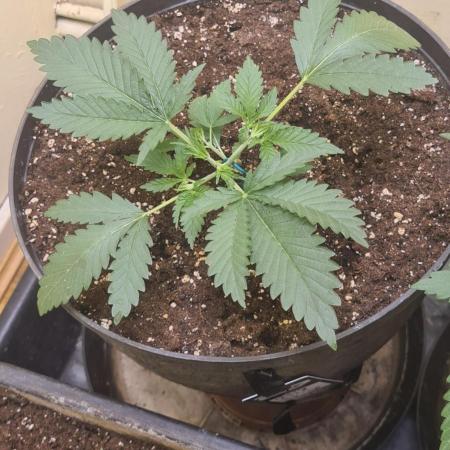 Cherry cola fastbud