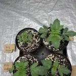 firts time in coco grow