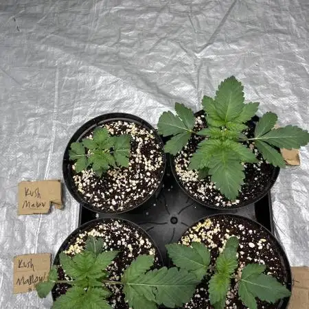 firts time in coco grow