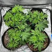 Legendary strains in coco