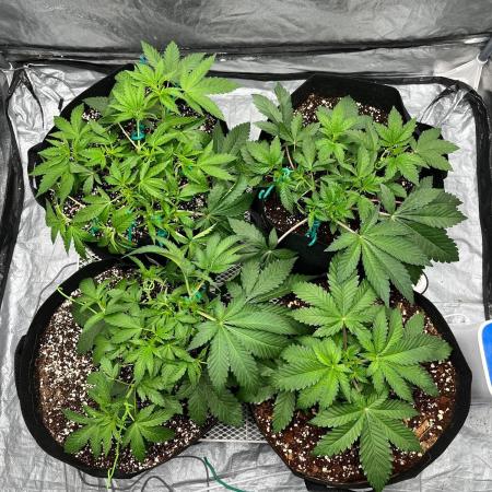 Legendary strains in coco