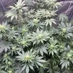 firts time in coco grow