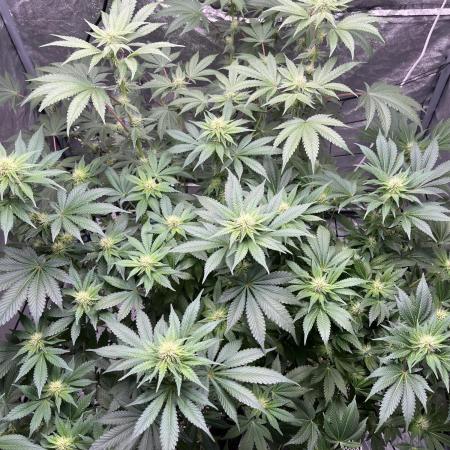 firts time in coco grow