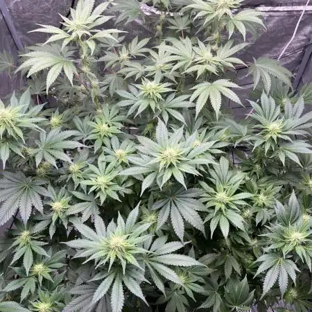 firts time in coco grow
