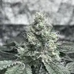 first time in coco grow