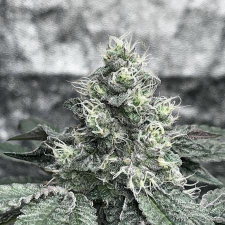 first time in coco grow