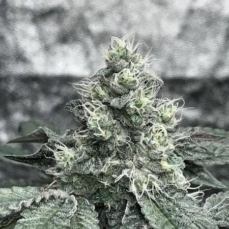 first time in coco grow