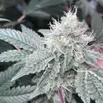 first time in coco grow