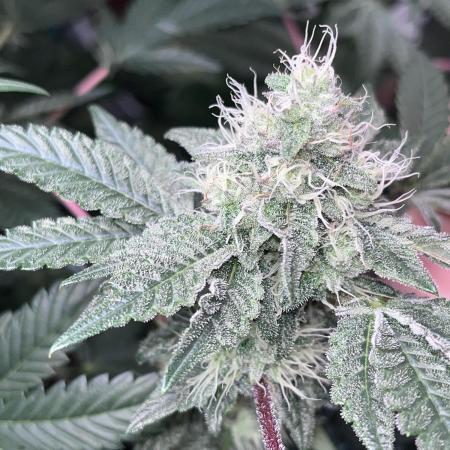 first time in coco grow